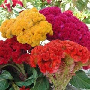 Green World CELOSIA DWARF COCKSCOMB MIXED FLOWER SEEDS FOR KITCHEN ...