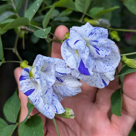 Clitoria Ternatea 'Night Sky' | Variegated Aparajita Flower Seeds – Soiled