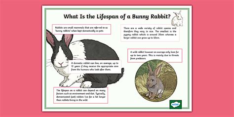 The Lifespan of Bunny Rabbits - Display Poster | Twinkl