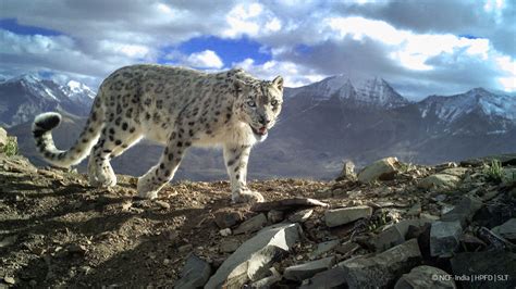 Are Snow Leopards Endangered Or Critically Endangered