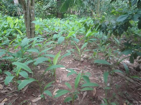 TANGAWIZI SPICE FARM (2025) All You Need to Know BEFORE You Go (with ...