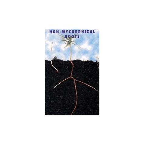 Buy Big Foot Organic Mycorrhizal Fungi Water-in Concentrate. 4 Species ...