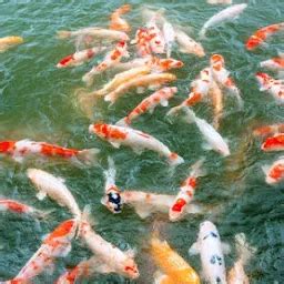 Best Top Rated Farm shop in Thrissur, Kerala, India | Yappe.in