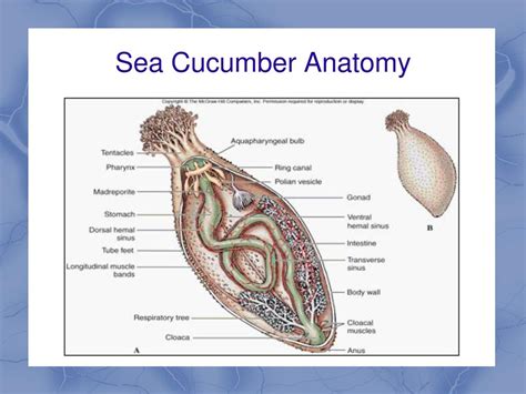 Image result for Identifier Variable Definitions and Key Examples