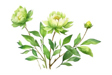 Premium Vector | Green leaves peonies nature botanical decorative ...