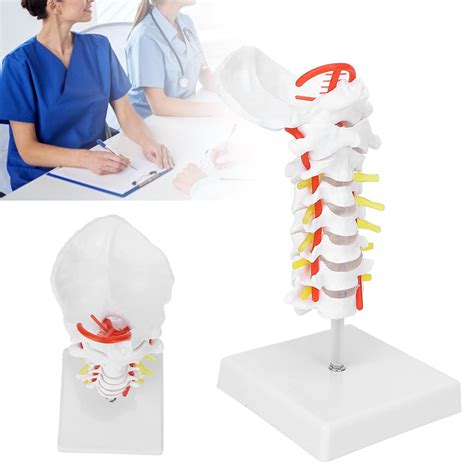 ZJchao Super Flexible Spine Model for Science Classroom India | Ubuy