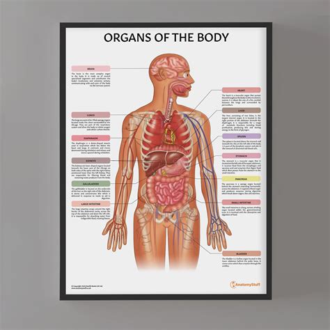 Anatomy Organs Human Body