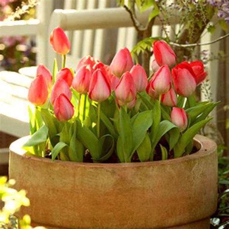 Buy Tulip Flower Bulbs online from Nurserylive at lowest price.
