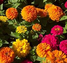 fiori zinnie zinnia il fiore ornamentale piace alle farfalle fiori zinnie zinnia il fiore ornamentale piace alle farfalle