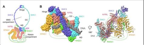 Image result for Protein Complex Function