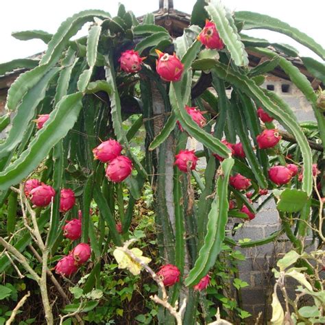 Dragon fruit live plant type c variety (Pack of 2) : Amazon.in: Garden ...