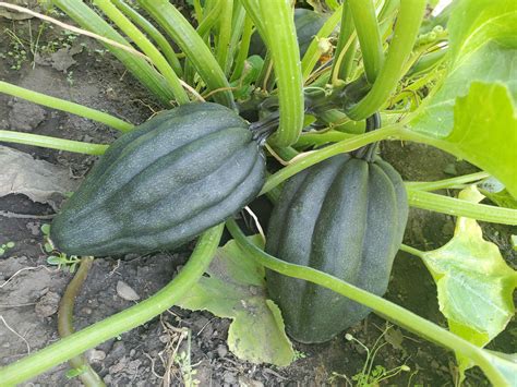 Acorn Squash Vine