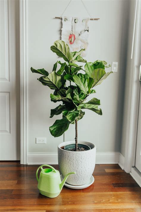 Indoor Fig Tree Care