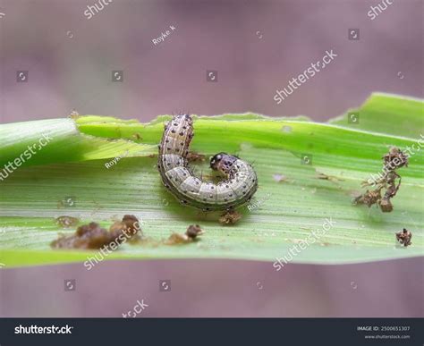 Army Worms Armyworms Spodoptera Frugiperda Stock Photo 2500651307 ...
