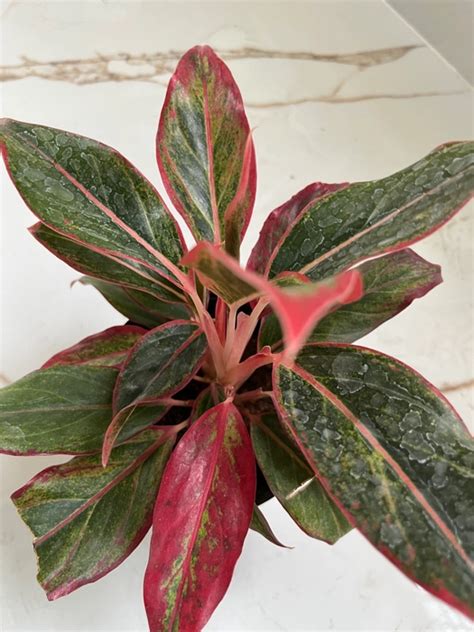 Aglaonema Lipstick - yogardens
