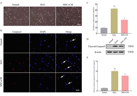 H2O2 HT22 的图像结果