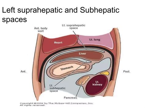 anatomy of hepatobiliary system.pptx