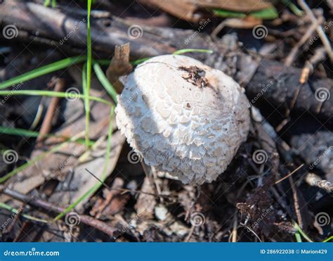 Growing Shaggy False Parasol Mushroom Stock Photo - Image of forest ...