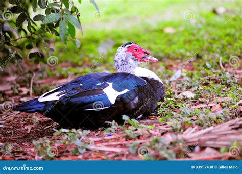 Muscovy duck stock photo. Image of colors, animals, colorful - 83957430