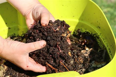 How Does Worm Farming Work? Basic Set Up, Tips, & More
