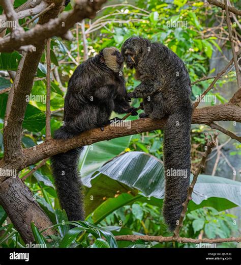 White-faced saki male and female on tree branches Stock Photo - Alamy