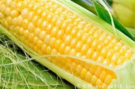 玉米常见种类介绍及玉米图片欣赏 - 种植技术 - 帮农网