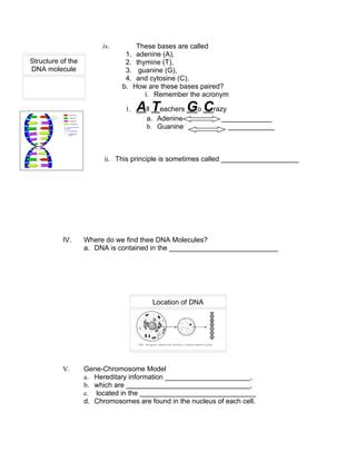 DNA Structure and Function Worksheet Biology 的图像结果