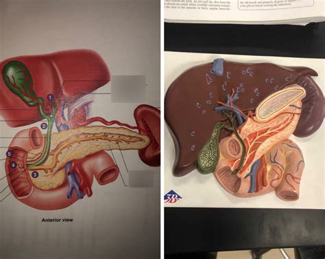 Image result for Liver Models Labeled