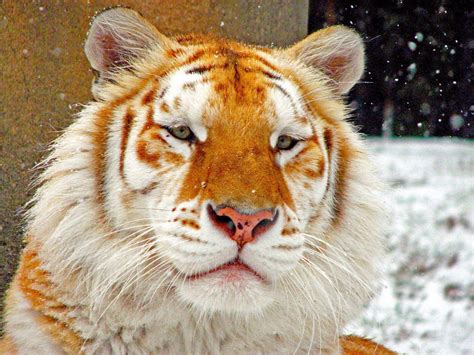 Golden Tabby Tiger