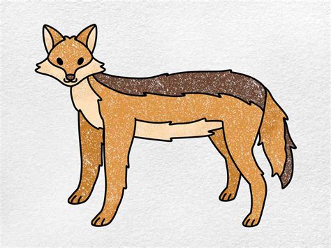 How To Draw A Jackal Head