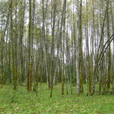 LITTLE QUALICUM RIVER FISH HATCHERY (2025) All You Need to Know BEFORE ...