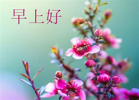 70+ Good Morning Chinese Images & Wishes - Good Morning Pictures