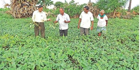 சம்பா நெல் தரிசில் பயறு சாகுபடிக்கு மானிய விலையில் உளுந்து, பயறு ...