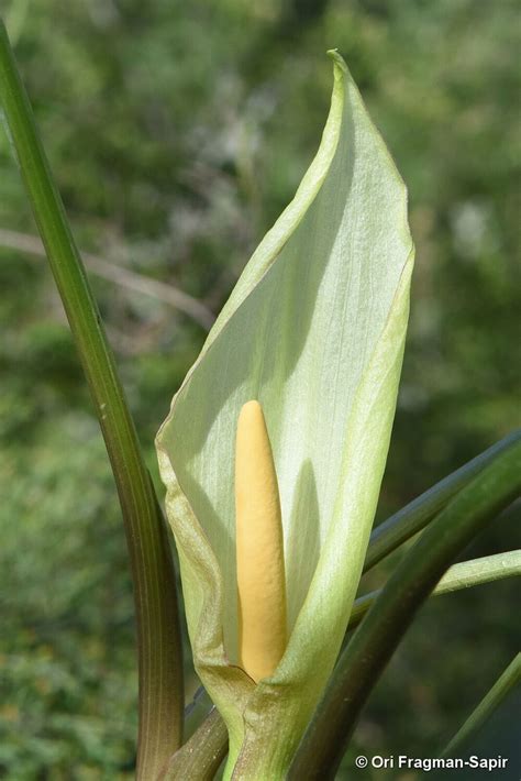 Arum gratum Schott | Plants of the World Online | Kew Science