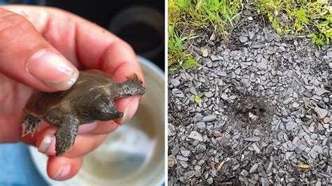 Snapping Turtle Eggs Hatching
