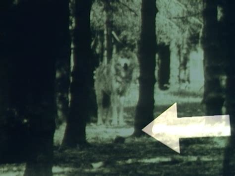 Monty Python Death 的图像结果