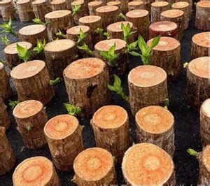 Cloud Farm Mini Brazalian wood Price in India - Buy Cloud Farm Mini ...