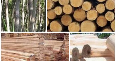 Kelebihan dan Kekurangan Kayu Sengon - navigasiin