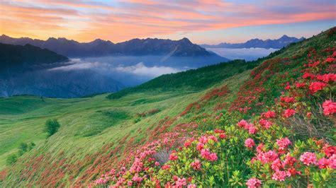 Rhododendron flowering in the Champillon Refuge in the Ollomont Valley ...