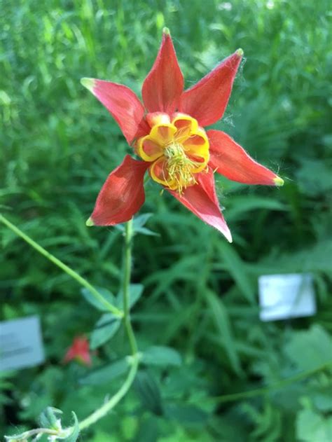 Collecting and Sowing Wildflower Seeds - Laidback Gardener