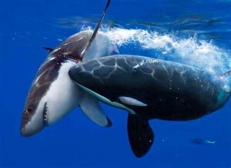 虎鲸vs大白鲨，同为海洋霸主的它们谁更狠？