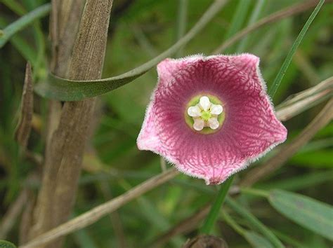 Buy Oxystelma Esculentum | Rosy Milkweed Vine | 20 Seeds Online in ...