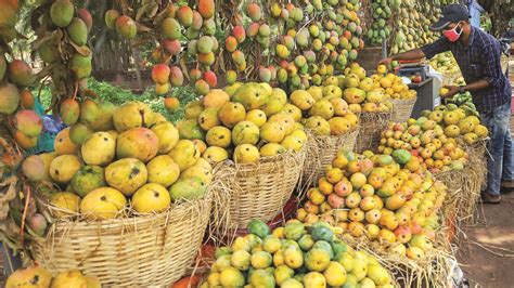 UP: Recent dip in temperature takes toll on mango crops