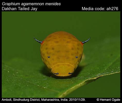 Graphium agamemnon | Butterfly