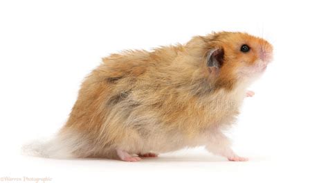 Long-haired Syrian Hamster photo WP47521