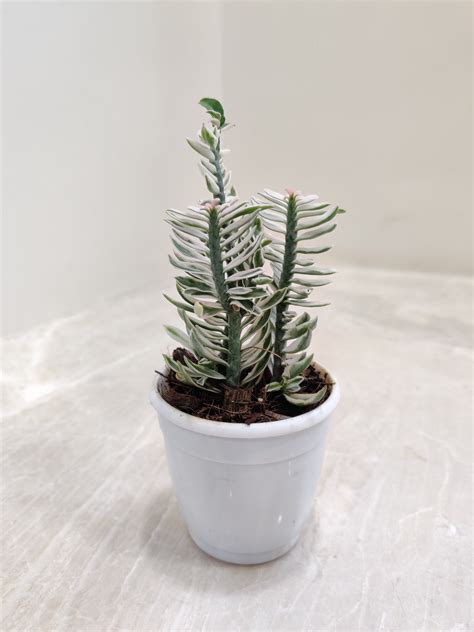 Variegated Pedilanthus Tithymaloides Nana - Compact Zigzag Plant ...