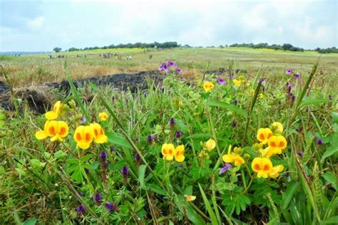 TraveLore: Kaas Pathar - Plateau of Flowers