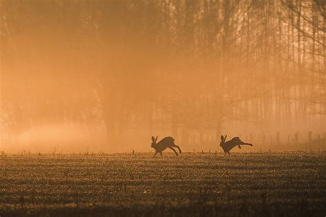 Image result for Crossbow Scope Speed Setting