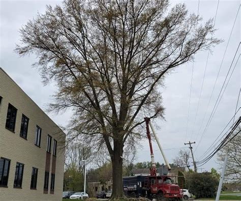 Image result for Tree Trimming Delaware