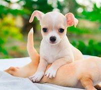 Image result for World's Cutest Chihuahua